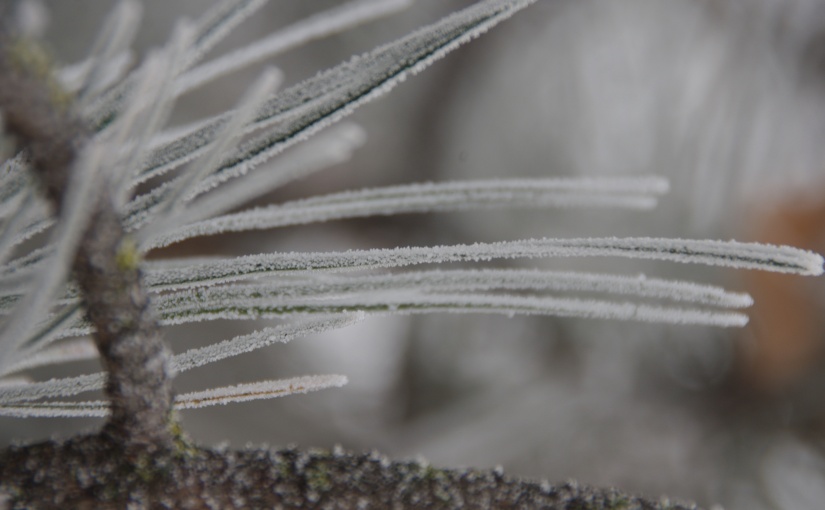 Closeup of frosted evergreen needles.